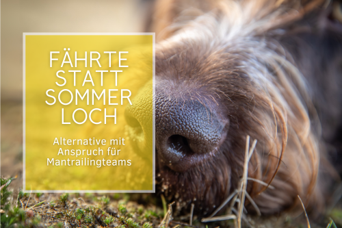 Fährte statt Sommerloch – Alternative mit Anspruch für Mantrailingteams 12.-13. Juli 13:30-17:00 Uhr